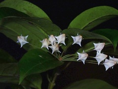 Hoya multiflora