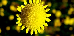 Asteraceae