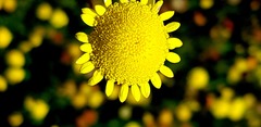 Asteraceae