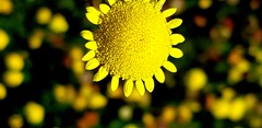 Asteraceae