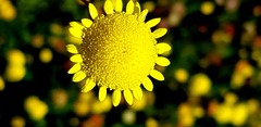 Asteraceae