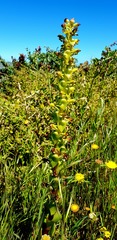 Satyrium odorum