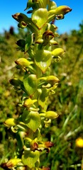 Satyrium odorum