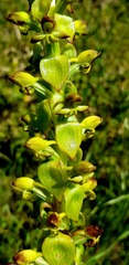 Satyrium odorum