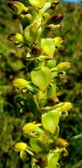 Satyrium odorum