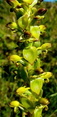 Satyrium odorum