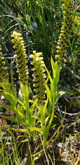 Satyrium odorum