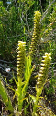 Satyrium odorum