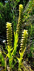 Satyrium odorum