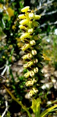 Satyrium odorum