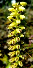 Satyrium odorum