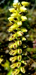Satyrium odorum