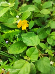 Biophytum sensitivum