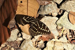 Lexias canescens pardalina