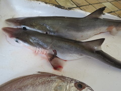 Scoliodon macrorhynchos