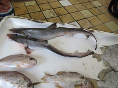 Scoliodon macrorhynchos