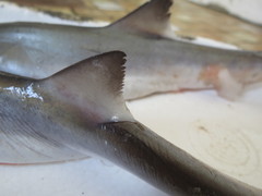 Scoliodon macrorhynchos