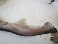 Scoliodon macrorhynchos