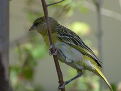 Ploceus velatus