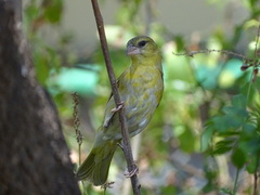 Ploceus velatus