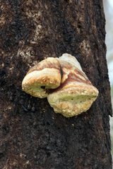 Fomitopsis schrenkii