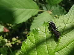 Crossocerus megacephalus