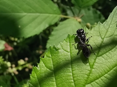 Crossocerus megacephalus