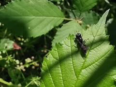 Crossocerus megacephalus