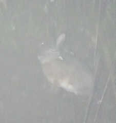 Lepus mandshuricus