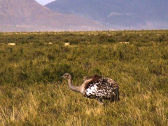 Rhea pennata