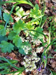 Heuchera pilosissima