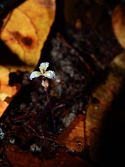 Hexapterella gentianoides