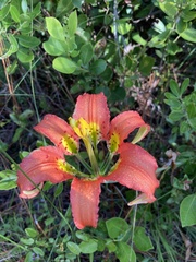 Lilium catesbaei image