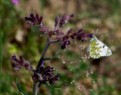 Euchloe ausonia