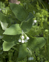 Symphytum orientale