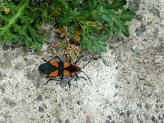 Oncopeltus sandarachatus