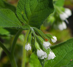 Symphytum orientale