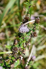 Cirsium vlassovianum