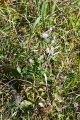 Cirsium vlassovianum