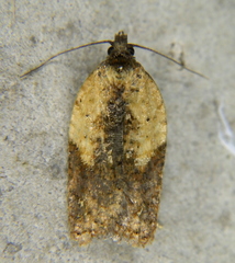 Acleris fragariana