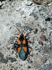 Oncopeltus sandarachatus