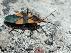 Oncopeltus sandarachatus