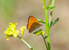Lycaena ottomanus