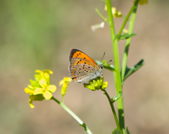Lycaena ottomanus