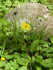 Doronicum caucasicum