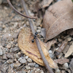 Messor aciculatus