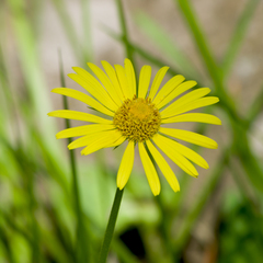 Doronicum caucasicum
