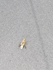 Belonochilus numenius