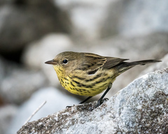 Kirtland's Warbler photo 2