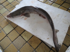 Scoliodon macrorhynchos